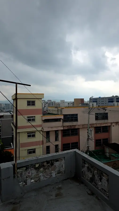 용인 대형나무벌목 작업 후