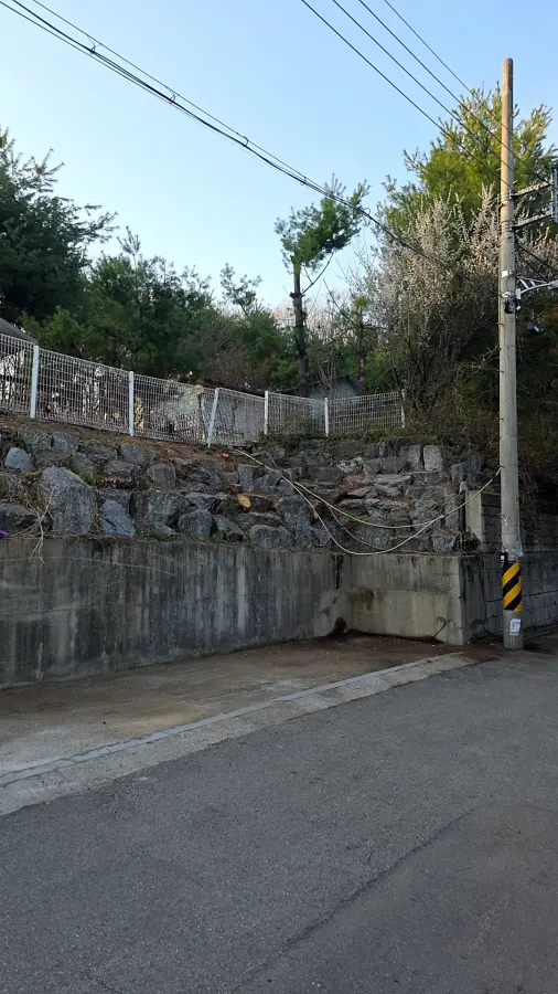 동탄 고사목처리 작업 후