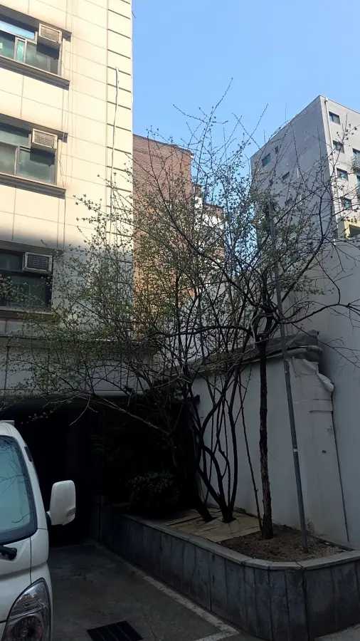 성남 가지치기 작업 전
