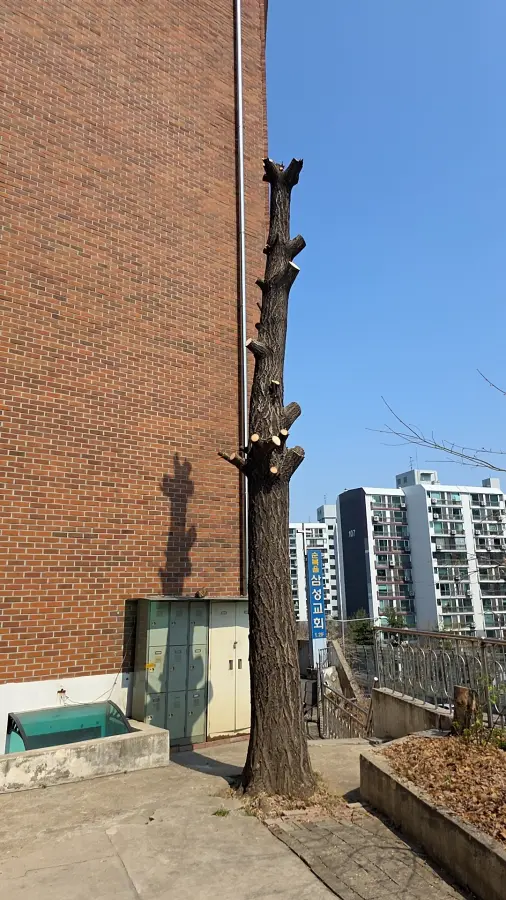 수원 뿌리제거 작업 후