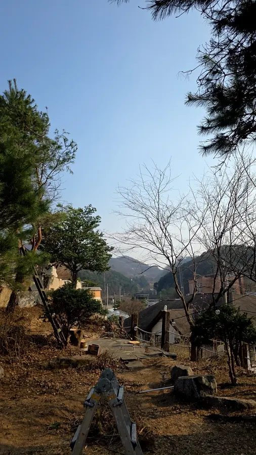 용인 나무제거 작업 후