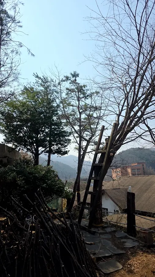 용인 나무제거 작업 전