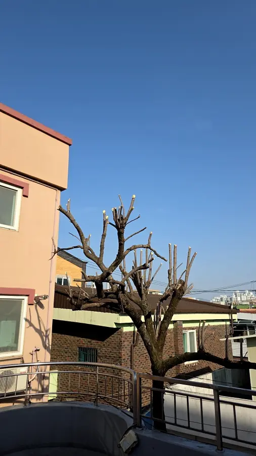 안양 가지치기 작업 후