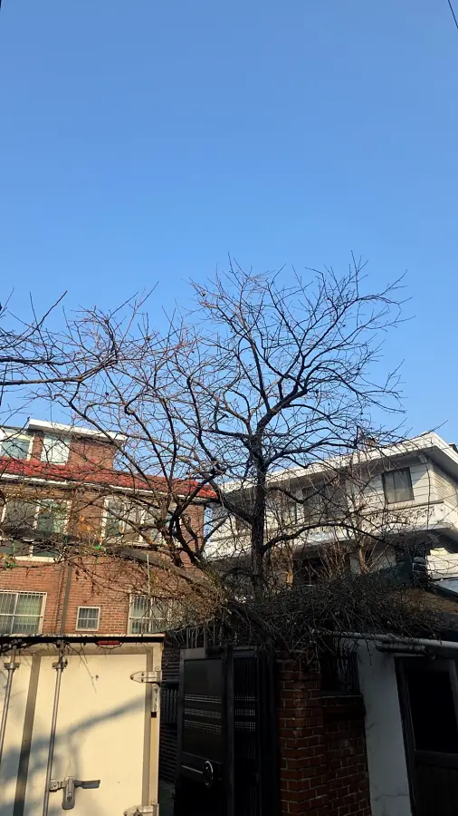 고양 고사목처리 작업 전