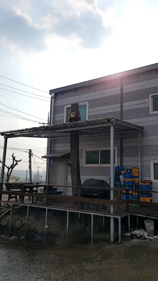 파주 뿌리제거 작업 후
