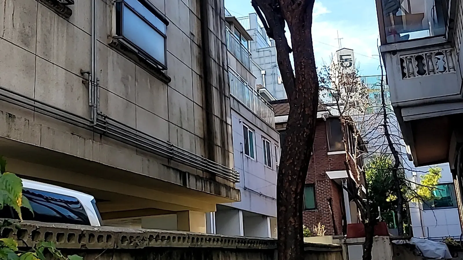 고사목처리 비용 현장 사진